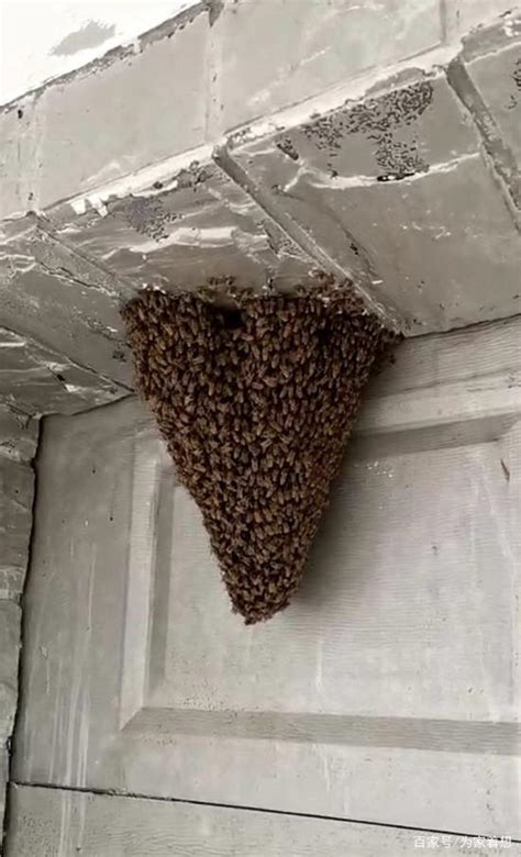 謝家寶樹 蜜蜂在家筑巢怎么办